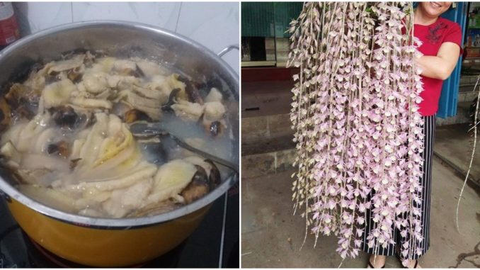 Nấu chuối tưới cho phong lan, 1 tuần sau hoa nở thành suối, có LAN chơi Tết đẹp nhất Việt Nam
